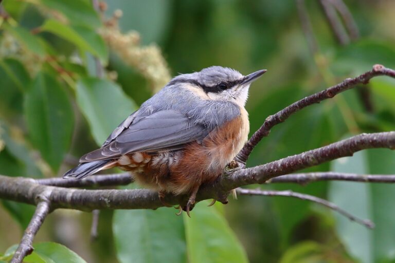 Nuthatch Geb5b5ab9b 1920
